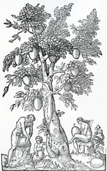Breadfruit Harvest, from Singularities of France Antarctique, by Andre de Thevet, 1558